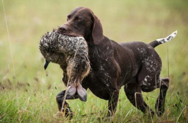 german-wirehaired pointer-a-kurzhaar-retriving-an-hare