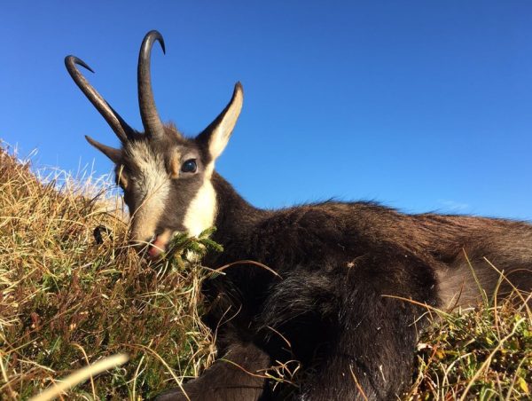 hunting-chamois-on-the-italian-alps