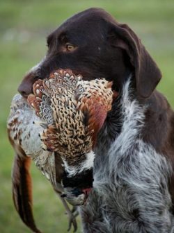 hunting-dogs-drahthaar-retriving-a-prey