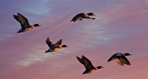 hunting-ducks-near-Venice-Italy