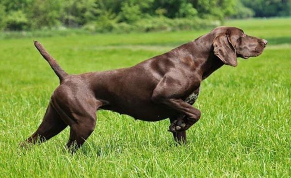 the-beautiful-sleek-of-a-Kurzhaar