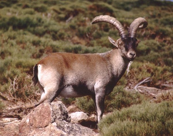 Gredos-Ibex-hunt