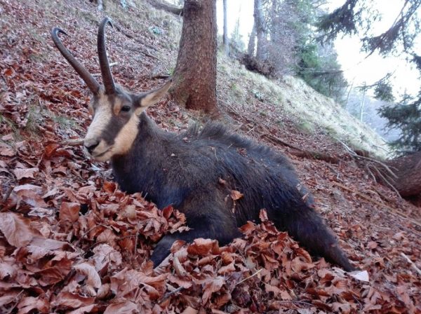 Hunting-huge-chamois-trophies-in-Italy-with-Montefeltro