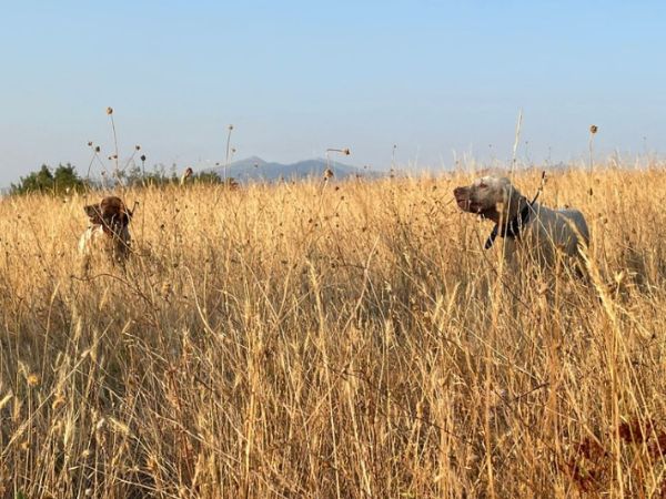 Hunting-gray-partridges-in-Italy