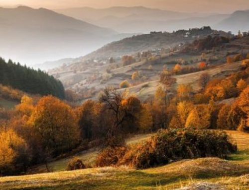 In the Wild Beauty of Ropotamo: Woodcock Hunting with a View of the Black SeaPublished On: Ottobre 14, 2024