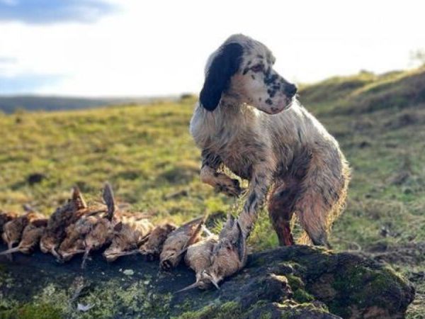 hunting woodcocks in Scotland