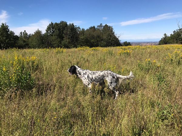 Hunting with dogs