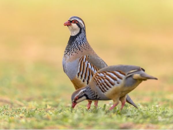 Red-legged-partridges-hunting-in-Italy