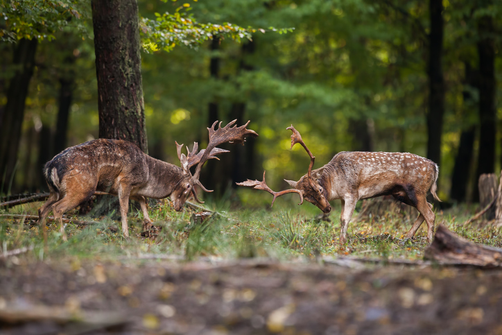 big-game-hunting-in-Italy