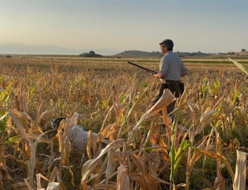 Hunting with pointing dogs: Gray Partridges in north MacedoniaPublished On: Ottobre 26, 2024