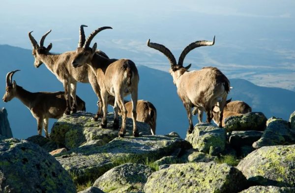 hunting-gredos-ibex