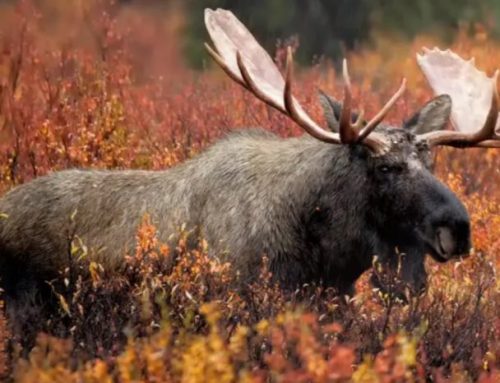 Hunting Moose and Caribou in CanadaPublished On: July 27, 2024