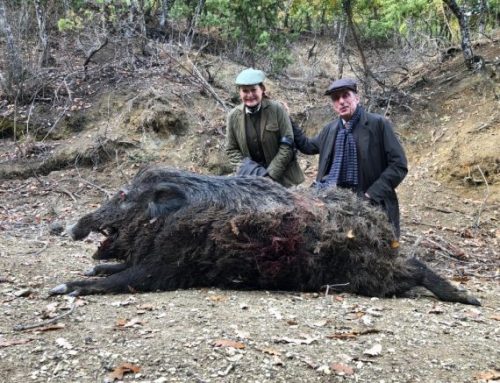 Wild Boar Hunting in Italy: Top Regions and TechniquesPublished On: Novembre 8, 2024