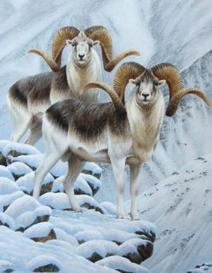 Painting-rapresenting-Marco-Polo-Sheep