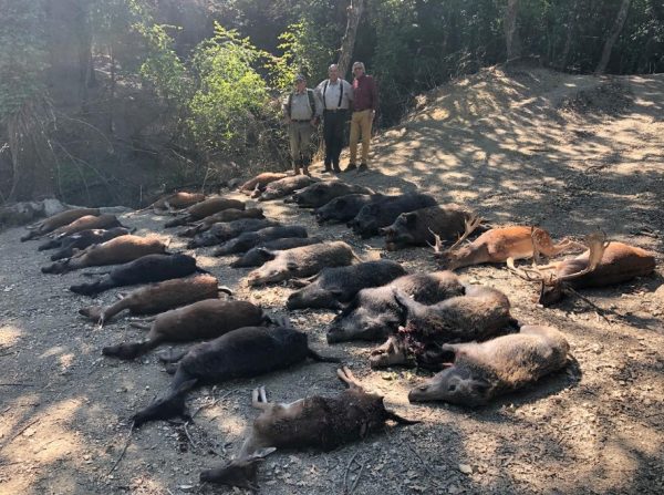 The-result-of-a-boar-driven-hunt-in-Umbria-Italy