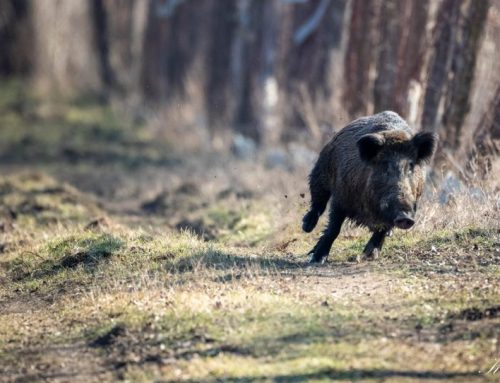 The Art of Boar Hunting: Techniques, Tradition, and ToolsPublished On: Novembre 1, 2024