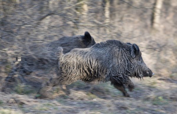 huntig-wild-boars-in-Italy