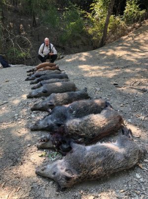 wild-boar-driven-hunt-plateu