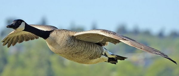 Canada Goose Isle of Bute