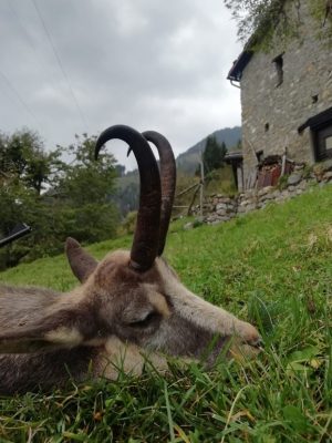 Hunting-chamois-the-trophy