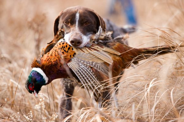 Hunting-pheasants-in-Italy