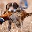 Hunting-pheasants-in-Italy