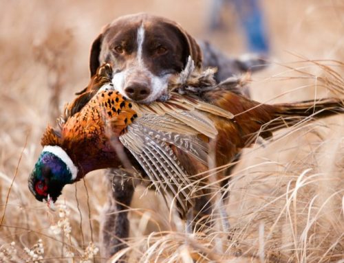 Pheasant Hunting in Italy: Discovering “La Montefeltro” Reserve in RivergaroPublished On: Dicembre 25, 2024