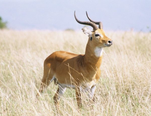 Plains-game-cameroon-Cob-de-Buffon