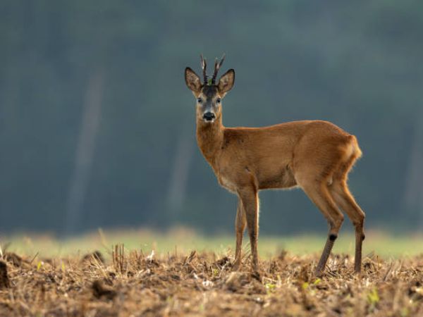 roe deer