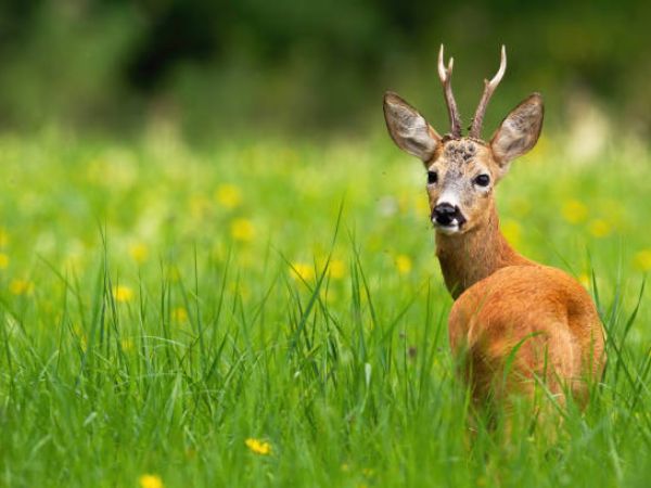 roe deer