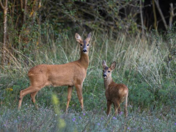 Roe Deer