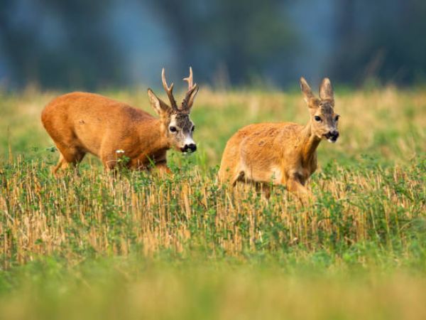 roe deer