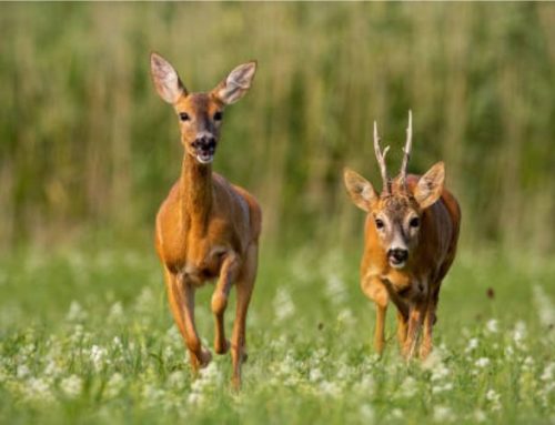 A Special Time of Year for Roe Deer Hunters: The Rutting Season on the Isle of ButePublished On: Dicembre 16, 2024