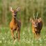 Roe Deer Rutting Season On the Isle of Bute