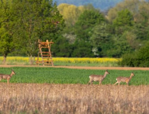 The Magic of Roe Deer Stalking on the Isle of Bute: Nature, Emotion, and the Enchantment of the Firth of ClydePublished On: Dicembre 13, 2024