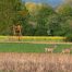 Stalking Roe Deers in Scotland