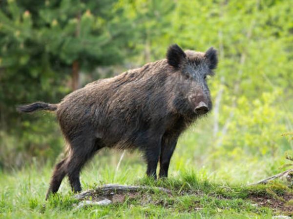 wild boars