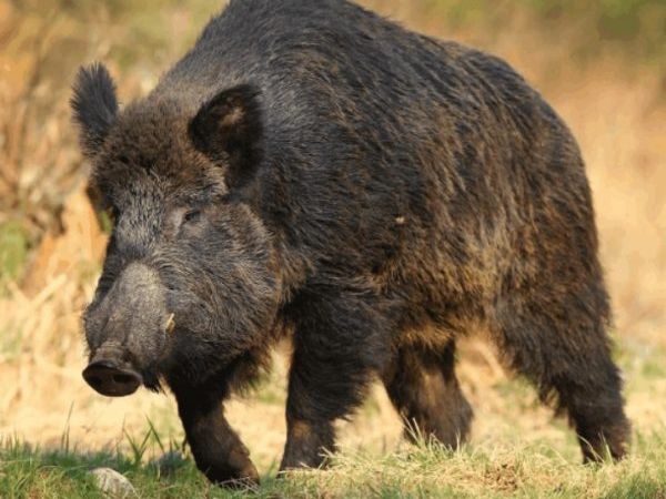 wild boar