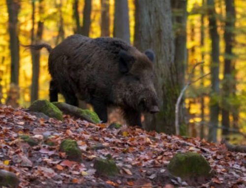 The Wild Boar: An Extraordinary Game Animal and Its Complex History in ItalyPublished On: Dicembre 10, 2024