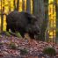  Wild Boar Hunting in Italy