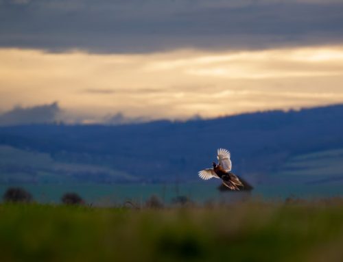 The Timeless Art of Pheasant Hunting in Italy: History, Techniques, and Culinary TraditionsPublished On: Gennaio 11, 2025