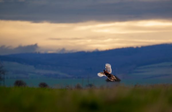 a-pheasant-flight-early-in-the-morning-at-La-Montefeltro-Shooting-Estate