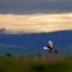 a-pheasant-flight-early-in-the-morning-at-La-Montefeltro-Shooting-Estate