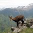 chamois-hunting-in-Italy