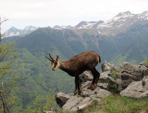 From Wyoming to the Italian Alps: Greg’s Chamois Hunting Adventure in Val MairaPublished On: Dicembre 27, 2024