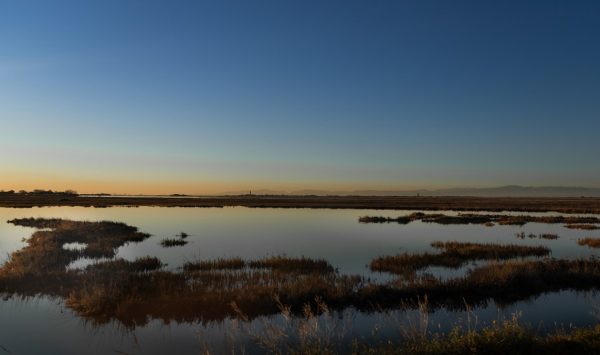 ducks-hunting-in-the-venetian-lagoon
