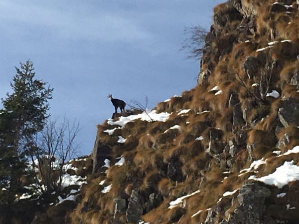 spotting-the-chamois-in-Italy