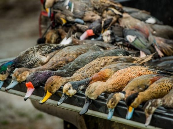 waterfowl hunting argentina