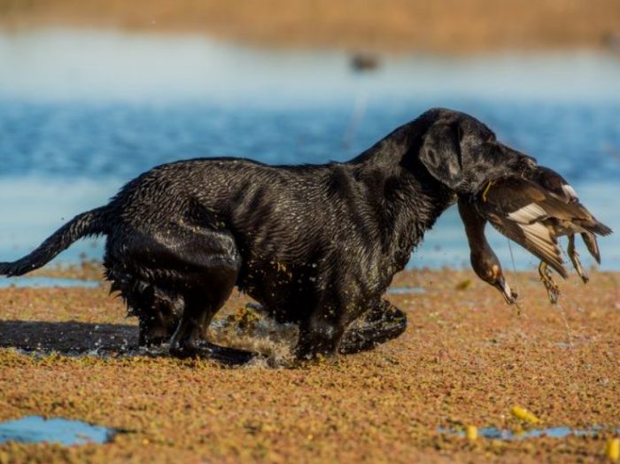 waterfowl-hunting-in-Santa-Fe-Argentina