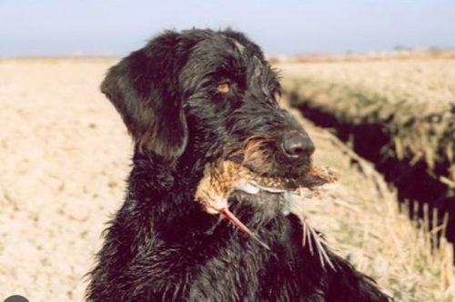 Balto-with-a-Isle-of-bute-snipe